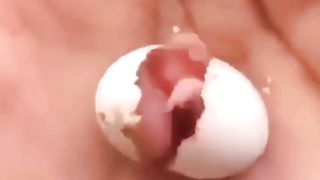 Beautiful New Born Baby Bird