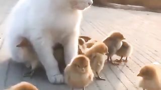 Video kucing dan anak2 ayam