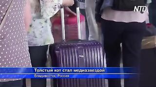 Россиянин и его толстый кот прославились, перехитрив «Аэрофлот»