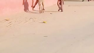 الاغ سواری