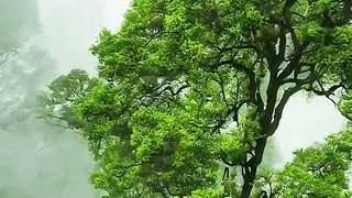 Amazing video