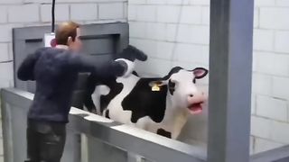 Cute cow
