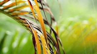 Dry palm leaves
