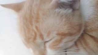 These two cats are not doing well