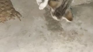 Cat play