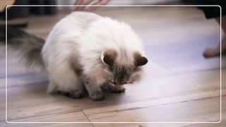 funny cat video