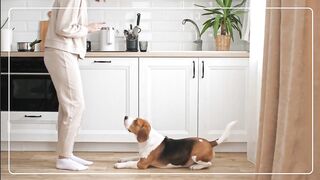 dog training video 1