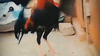 Murga ka Shok kroo yar