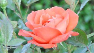the beauty of the pomfret flowers that are blooming