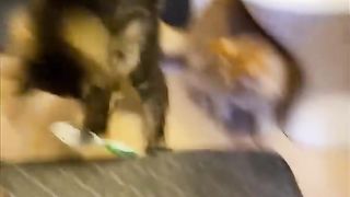 So you want a CAT Are you sure ?#cat #funny #satisfying