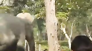 Bad Elephant ????