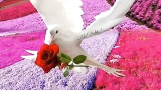 Madina pak ki shan yah hai aur raste per farishte.