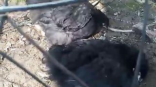 The full black