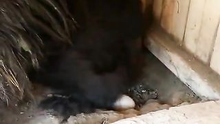 Beautiful black bantam