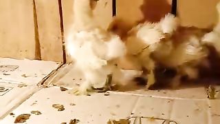 The family of silky