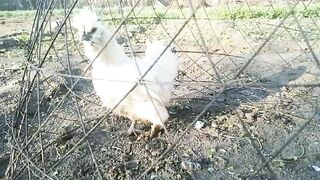 The white is jailed