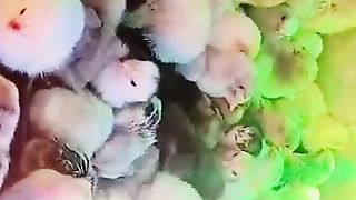 The green lights makes the chicks green