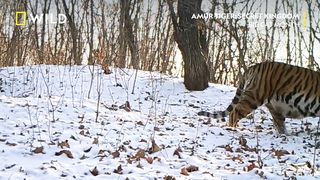 Amur Tiger Family Caught on Camera | Big Cat Week | National Geographic UK
