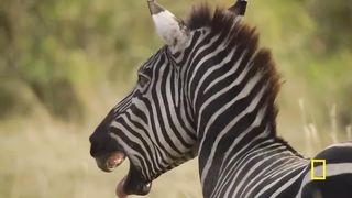 Animal Showdown: Cheetah vs. Zebra Family | National Geographic