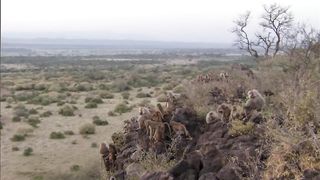 Baboon Troops Clash Over Territory | Life | BBC Earth