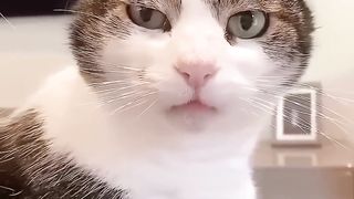 ???? Funny cat videos _ cute cats _ Try not to laugh _ Cat videos Compilation #  ????#cats #funnycats #cutecat #satisfying