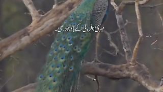 Meri nafarmani ke bavjud bhi mujh per Rahim hai.