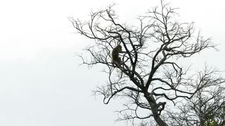 A Rival Male Challenges the Alpha for Macaque Supremacy. Monkey Island | Smithsonian Channel