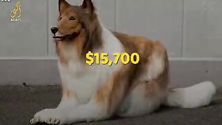 Why man and women gating dog look