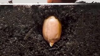 Peanut Time Lapse