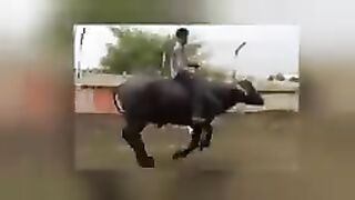 FUNNIEST ANIMALS