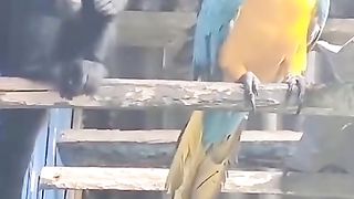 A funny video for you and beautiful music. Subscribe to Gwynplaine for more amazing animal videos.
