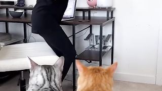 When your cats found a solution to get more attention