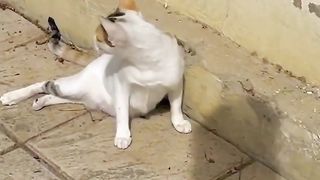 Trying to save a mama cat full of wounds and her kittens