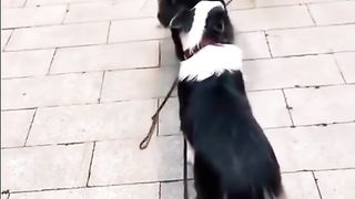 There are two types of dogs