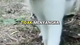 Kisah Induk Kucing Dan Anaknya Ketika Hendak Berpisah ‼️