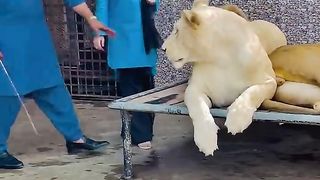 Loin Reaction For Lady