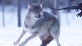 Animals often do play pranks and tease other animals.