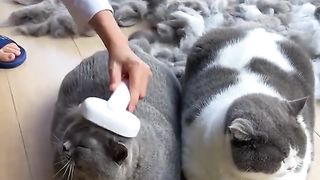 Hereditary wool producers