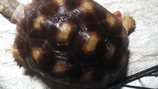 Sulcata tortoises are very cute