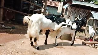etawa goat marriage