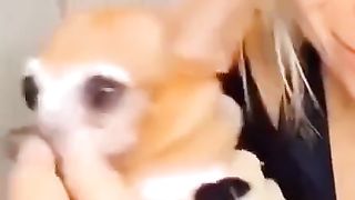 Pit Bull vs Chihuahua - who is more dangerous?