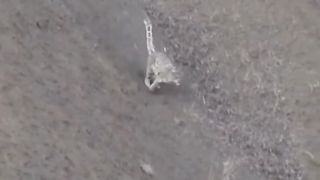 Snow Leopard chasing for hunt in Ladakh India