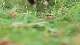Spectacular video of a running hamster