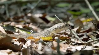 Intense: Two King Cobras Fight for a Nearby Queen. Into the Wild India | Smithsonian Channel