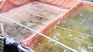 Rekomendasi kolam untuk pemijahan lele, diusahakan jangan terlalu luas yang penting banyak