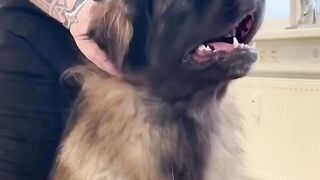 Chiropractic with different animals