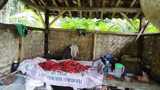 Harga cabai mulai pedas