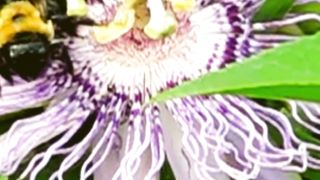 Bees collecting their food
