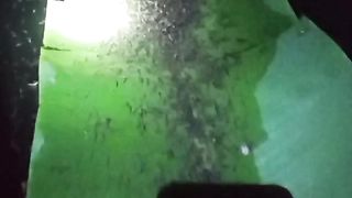 Fungsi daun pisang dikolam larva lele, sebagai peneduh dan alas pemberian pakan