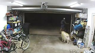 The watchdog is trying to prevent a thief from stealing the owner's bike